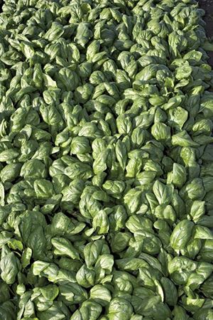 Rendo F1  43- 45 Günlük  Ispanak Tohumu