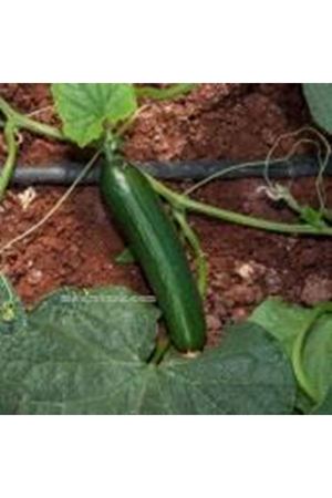 Alator F1 Oturak Hıyar Tohumu