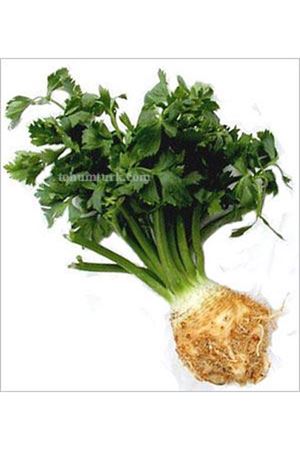 Albedo F1 Hibrit Kök Kereviz Tohumu