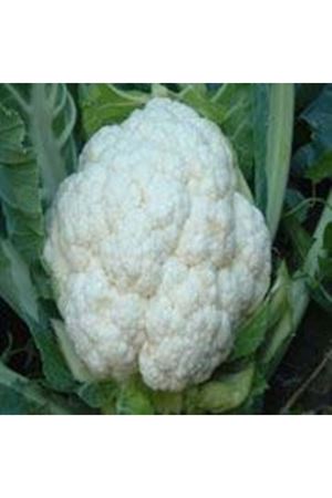 Kango F1 130-140 Günlük Karnabahar Tohumu