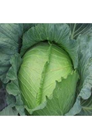 Devotor F1 105 - 120 Günlük  Beyaz Lahana