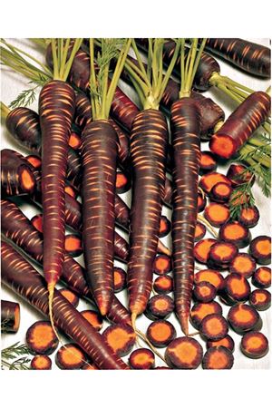 Purple Haze F1 Nantes Tipi Mor Havuç