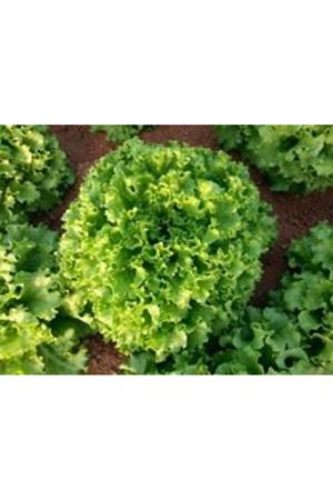 Maritima  Kıvırcık Marul Tohumu