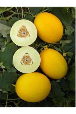 Işıl F1 Sarı Kavun  (1,5 -2,5 ) Kg