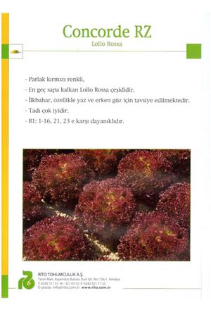 Concorde Rz  Tipi Marul Tohumu