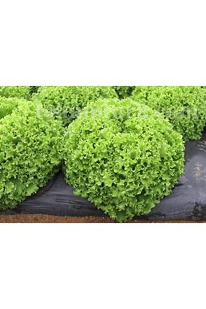 Dragone Kıvırcık Marul Tohumu