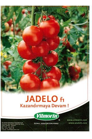 Jadelo F1 Sırık Domates