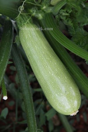 Angelina F1 Koyu Yeşil Kabak Tohumu