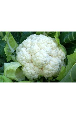 Shakaris F1 90-95 Günlük Karnıbahar