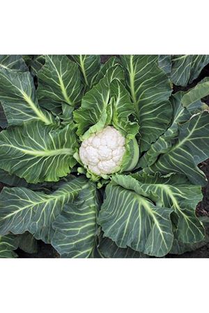 Utupia F1 200 - 210 Günlük Karnıbahar