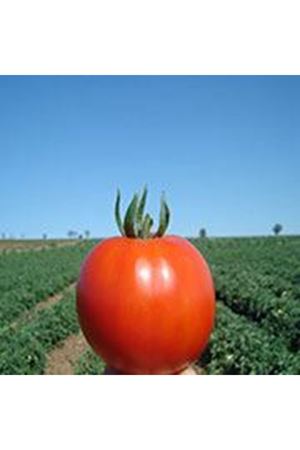 Ebia F1 Oturak Domates Tohumu