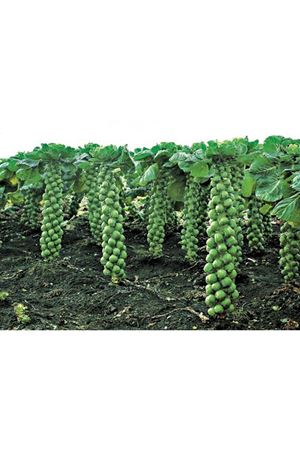 Nautic F1 140 - 145 Günlük Brüksel Lahanası