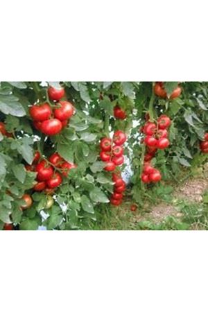 Kayra F1 Domates