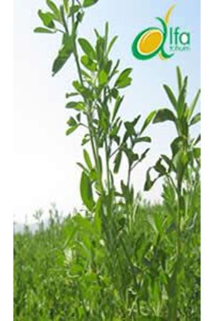 Dimitra Yonca Tohumu