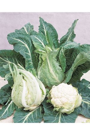 Arano F1  91- 95 Günlük Karnıbahar