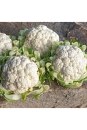 Boris F1 85-90 Günlük Karnıbahar Tohumu