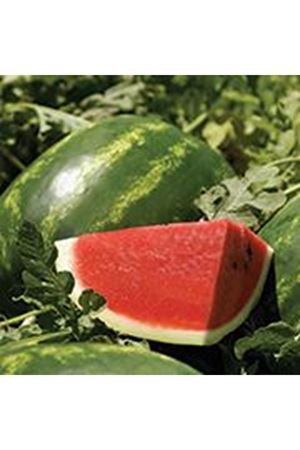 Arashan F1 Karpuz Tohumu