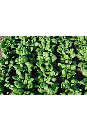 Bejo 2865  F1 Ispanak 48 -50 Günlük