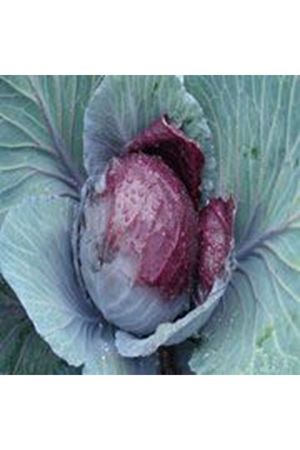 Remela F1 65- 70 Günlük Kırmızı Lahana