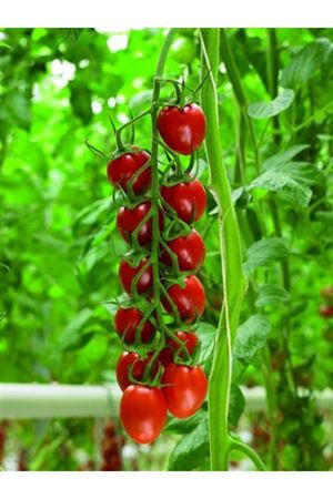 Sunstream F1 Domates Tohumu