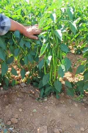 Kılcan F1 Biber Tohumu