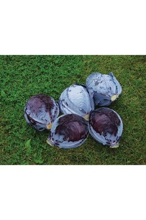 Autoro F1 110-115 Günlük Kırmızı Lahana