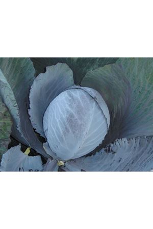 Lectro F1 120-125 Günlük Kırmızı  Lahana