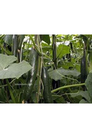 Talisya F1 Hıyar Tohumu