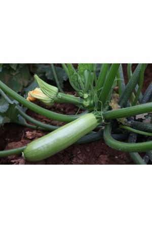 Cordelia F1 Parlak Yeşil Kabak Tohumu