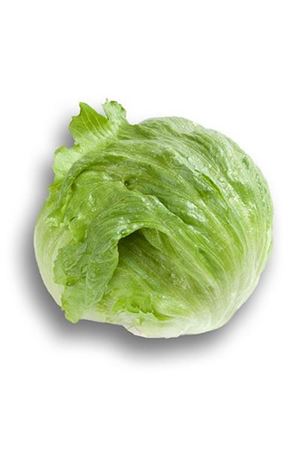 CARTAGENAS RZ ( 45-82 ) İCEBERG MARUL TOHUMU