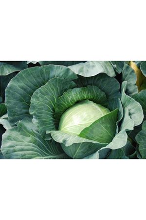 Fieldrocket F1 Sarmalık 115 - 120 Günlük Lahana