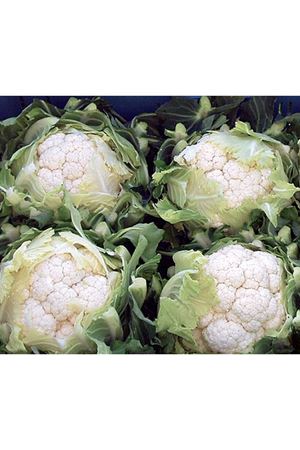 Admirable F1 240 - 250 Günlük Karnıbahar