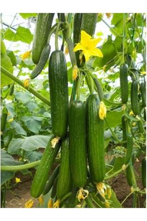 Y-225 F1 Sırık Hıyar Tohumu