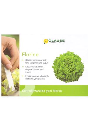 Florine Kıvırcık Marul Tohumu