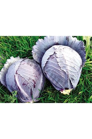 Pedro F1 Kırmızı Lahana Tohumu