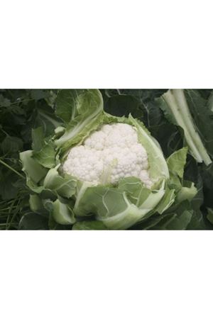 Locris F1  90 - 100 Günlük Karnıbahar