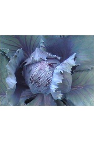 Red Rookie  70 - 75 Günlük Kırmızı Lahana