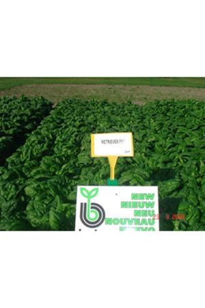 Retriever F1 Ispanak Tohumu , 55 -58 Günlük