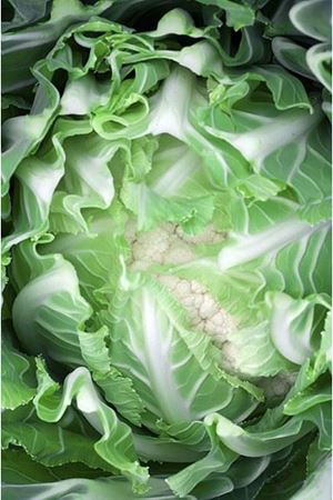 Kernis F1 90 - 95 Günlük Karnıbahar