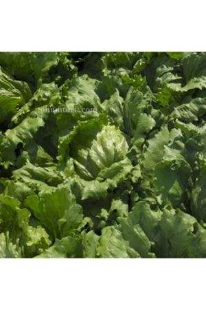 Gitanas Rz İceberg Marul Tohumu