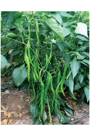 Hepince F1 Tatlı Sivri Biber Tohumu