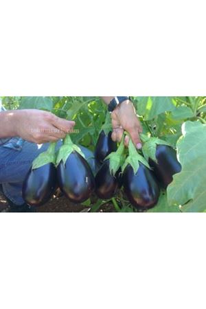 Toraman F1 Patlıcan Tohumu