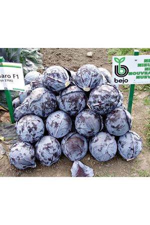 Travero F1  125-130 Günlük Kırmızı Lahana Tohumu