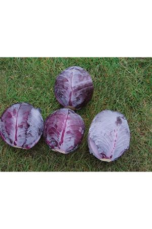 Primero F1  73 - 77 Günlük Kırmızı Lahana