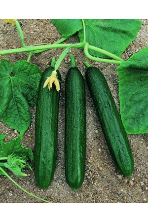 Murat F1 Oturak Hıyar Tohumu