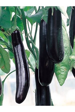 Faselis F1 Uzun Patlıcan Tohumu