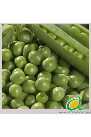 Utrillo Sofralık Tipi  Bezelye  Tohumu , Ambalaj : 25 Kg