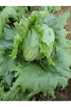 Rubola İceberg  Marul  65 - 85 Günlük