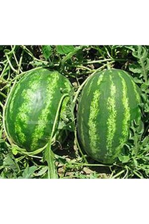 TUZLA F1 KARPUZ TOHUMU