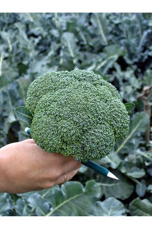 Batavia F1 58- 60 Günlük Brokoli